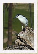 DSC_4218 Black-Crowned Night-Heron * 356 x 534 * (131KB)